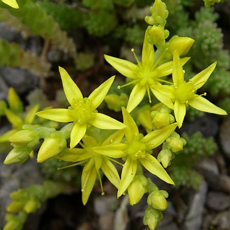 Sedum acre \ Scharfer Mauerpfeffer / Biting Stonecrop, GR Peloponnes, Zarouchla Tal / Valley 19.5.2008