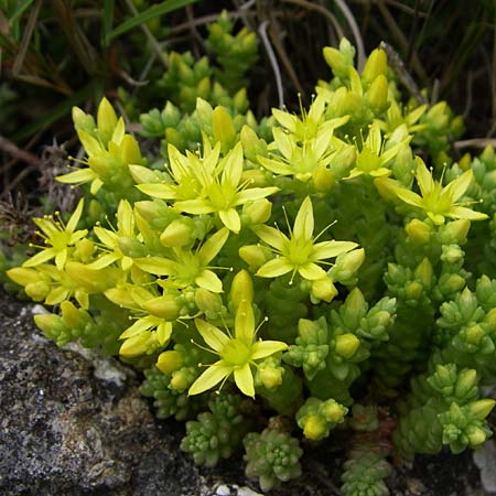 Sedum acre \ Scharfer Mauerpfeffer / Biting Stonecrop, GR Peloponnes, Zarouchla Tal / Valley 19.5.2008