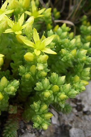 Sedum acre \ Scharfer Mauerpfeffer / Biting Stonecrop, GR Peloponnes, Zarouchla Tal / Valley 19.5.2008
