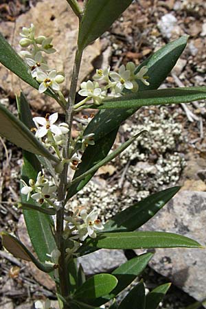 Daphne gnidium \ Herbst-Seidelbast / Autumn Daphne, GR Hymettos 20.5.2008
