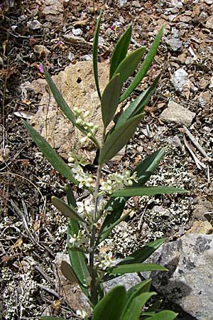 Daphne gnidium \ Herbst-Seidelbast / Autumn Daphne, GR Hymettos 20.5.2008