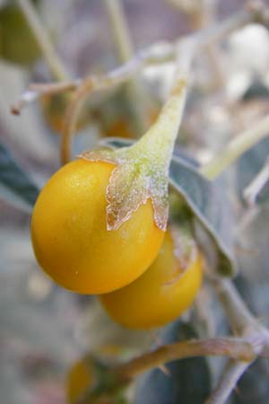Solanum elaeagnifolium \ lweidenblttriger Nachtschatten / Silverleaf Nightshade, Horse Nettle, GR Athen 4.9.2014