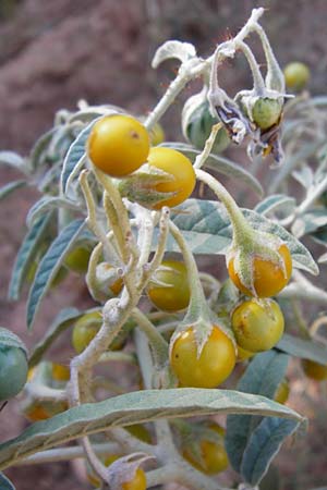 Solanum elaeagnifolium \ lweidenblttriger Nachtschatten / Silverleaf Nightshade, Horse Nettle, GR Athen 4.9.2014