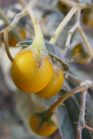 Solanum elaeagnifolium \ lweidenblttriger Nachtschatten / Silverleaf Nightshade, Horse Nettle, GR Athen 4.9.2014