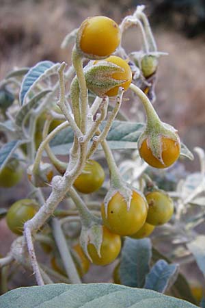 Solanum elaeagnifolium \ lweidenblttriger Nachtschatten / Silverleaf Nightshade, Horse Nettle, GR Athen 4.9.2014