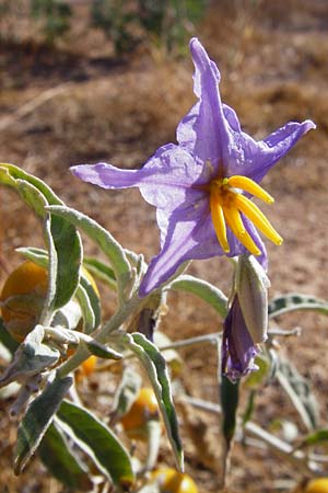 Solanum elaeagnifolium \ lweidenblttriger Nachtschatten / Silverleaf Nightshade, Horse Nettle, GR Athen 4.9.2014