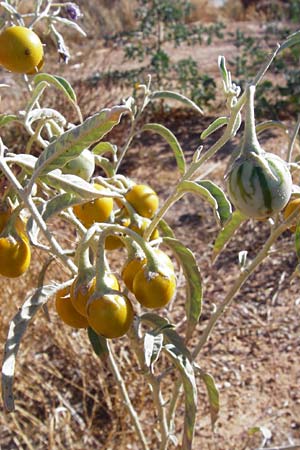 Solanum elaeagnifolium \ lweidenblttriger Nachtschatten / Silverleaf Nightshade, Horse Nettle, GR Athen 4.9.2014