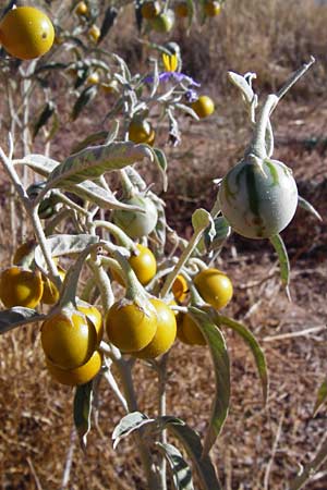 Solanum elaeagnifolium \ lweidenblttriger Nachtschatten / Silverleaf Nightshade, Horse Nettle, GR Athen 4.9.2014