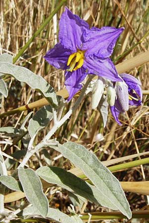 Solanum elaeagnifolium \ lweidenblttriger Nachtschatten / Silverleaf Nightshade, Horse Nettle, GR Athen 4.9.2014