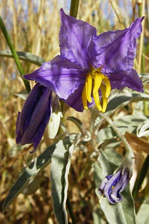 Solanum elaeagnifolium \ lweidenblttriger Nachtschatten / Silverleaf Nightshade, Horse Nettle, GR Athen 4.9.2014