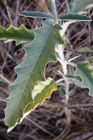 Solanum elaeagnifolium \ lweidenblttriger Nachtschatten / Silverleaf Nightshade, Horse Nettle, GR Athen 4.9.2014
