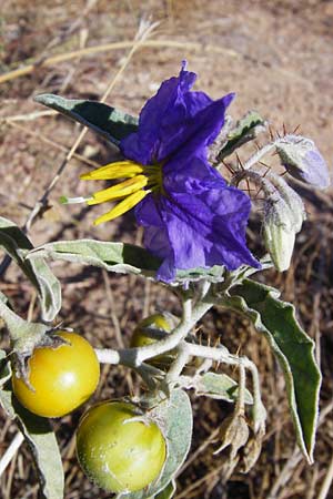Solanum elaeagnifolium \ lweidenblttriger Nachtschatten / Silverleaf Nightshade, Horse Nettle, GR Athen 4.9.2014