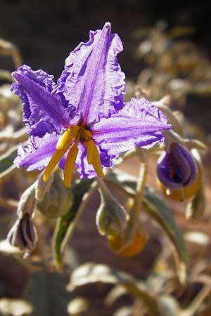 Solanum elaeagnifolium \ lweidenblttriger Nachtschatten / Silverleaf Nightshade, Horse Nettle, GR Athen 4.9.2014