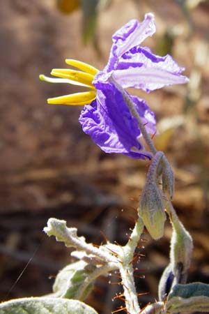 Solanum elaeagnifolium \ lweidenblttriger Nachtschatten / Silverleaf Nightshade, Horse Nettle, GR Athen 4.9.2014