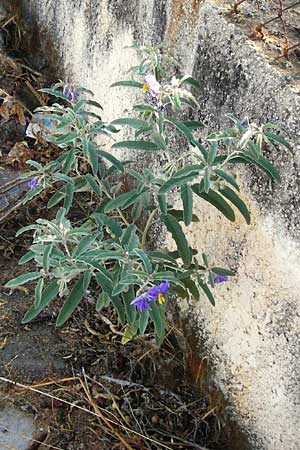 Solanum elaeagnifolium \ lweidenblttriger Nachtschatten / Silverleaf Nightshade, Horse Nettle, GR Athen 4.9.2014