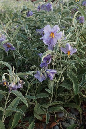 Solanum elaeagnifolium \ lweidenblttriger Nachtschatten / Silverleaf Nightshade, Horse Nettle, GR Euboea (Evia), Agiocambos 24.8.2017