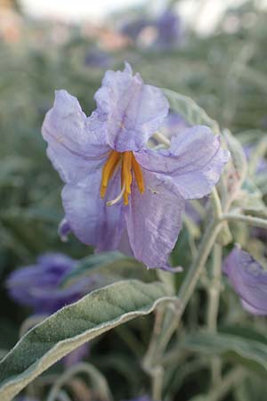 Solanum elaeagnifolium \ lweidenblttriger Nachtschatten / Silverleaf Nightshade, Horse Nettle, GR Euboea (Evia), Agiocambos 24.8.2017