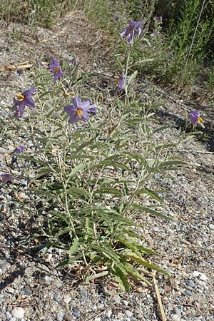 Solanum elaeagnifolium \ lweidenblttriger Nachtschatten / Silverleaf Nightshade, Horse Nettle, GR Euboea (Evia), Kanatadika 28.8.2017