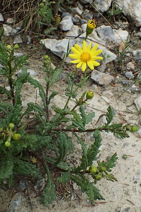 Senecio rupestris \ Felsen-Greiskraut / Rock Ragwort, GR Peloponnes, Chelmos 18.5.2024