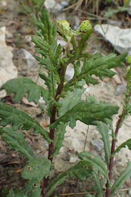 Senecio rupestris \ Felsen-Greiskraut / Rock Ragwort, GR Peloponnes, Chelmos 18.5.2024