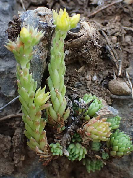 Sedum laconicum \ Lakonischer Mauerpfeffer / Laconian Stonecrop, GR Peloponnes, Mt. Kyllini, Steno 19.5.2024