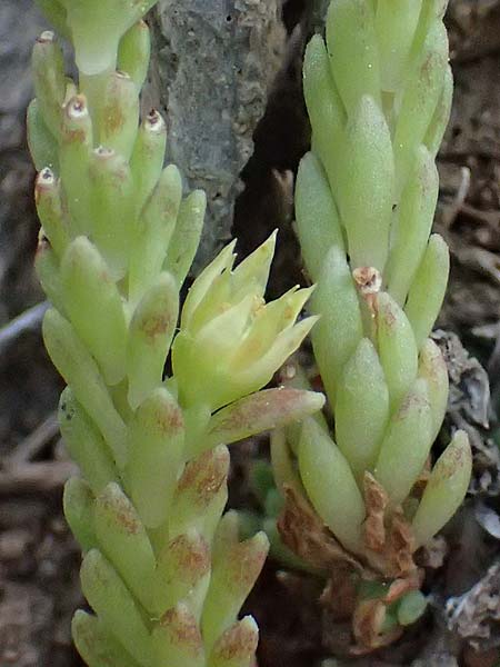 Sedum laconicum \ Lakonischer Mauerpfeffer / Laconian Stonecrop, GR Peloponnes, Mt. Kyllini, Steno 19.5.2024