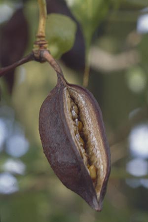Brachychiton populneus \ Pappelbl&auml;ttriger Flaschenbaum, Kurrajong-Flaschenbaum / White-Flower Kurrajong, Black Kurrajong, GR Amfilochia 5.9.2007
