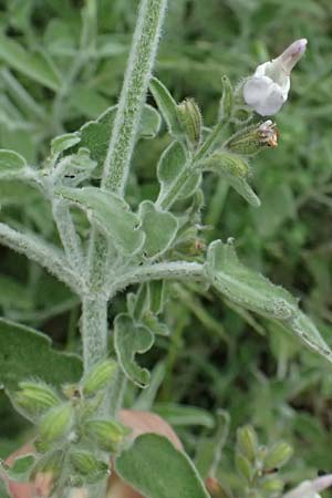Salvia fruticosa \ Griechischer Salbei / Greek Sage, GR Peloponnes, Stoupa 26.5.2024