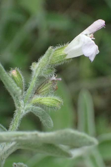Salvia fruticosa \ Griechischer Salbei / Greek Sage, GR Peloponnes, Stoupa 26.5.2024