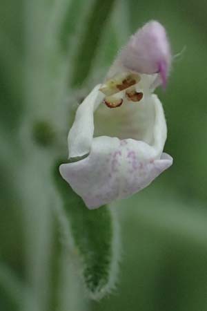 Salvia fruticosa \ Griechischer Salbei / Greek Sage, GR Peloponnes, Stoupa 26.5.2024