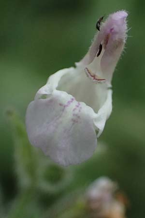 Salvia fruticosa \ Griechischer Salbei / Greek Sage, GR Peloponnes, Stoupa 26.5.2024