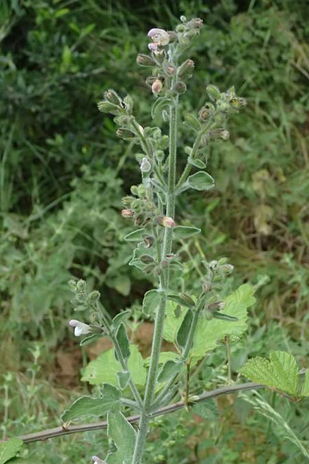 Salvia fruticosa \ Griechischer Salbei / Greek Sage, GR Peloponnes, Stoupa 26.5.2024