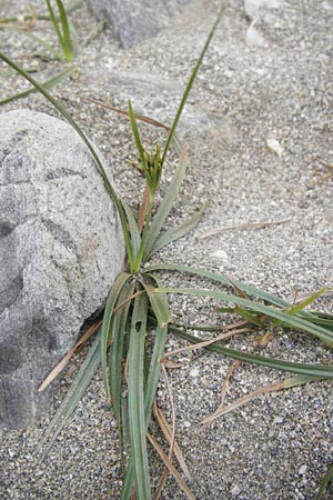 Cyperus rotundus \ Knolliges Zypergras / Purple Nut Sedge, GR Euboea (Evia), Kalianou 29.8.2014
