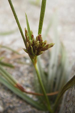 Cyperus rotundus \ Knolliges Zypergras / Purple Nut Sedge, GR Euboea (Evia), Kalianou 29.8.2014