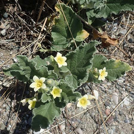 Ecballium elaterium \ Spritz-Gurke / Squirting Cucumber, GR Euboea (Evia), Kanatadika 25.8.2017