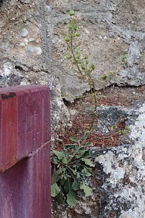Silene gigantea subsp. hellenica \ Griechische Riesen-Leimkraut / Greek Gigantic Catchfly, GR Peloponnes, Mt. Kyllini, Evrostina 19.5.2024