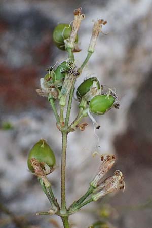 Silene gigantea subsp. hellenica \ Griechische Riesen-Leimkraut / Greek Gigantic Catchfly, GR Peloponnes, Mt. Kyllini, Evrostina 19.5.2024