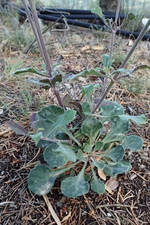 Silene gigantea subsp. hellenica \ Griechische Riesen-Leimkraut / Greek Gigantic Catchfly, GR Peloponnes, Mt. Kyllini, Evrostina 19.5.2024