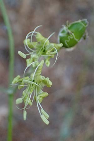Silene gigantea subsp. hellenica \ Griechische Riesen-Leimkraut / Greek Gigantic Catchfly, GR Peloponnes, Mt. Kyllini, Evrostina 19.5.2024