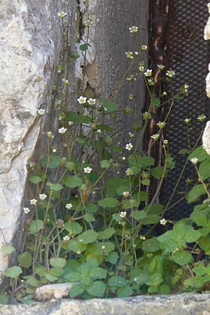 Saxifraga hederacea \ Efeubl&auml;ttriger Steinbrech / Ivy-Leaved Saxifrage, GR Hymettos 4.4.2013
