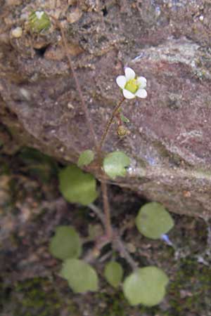 Saxifraga hederacea \ Efeubl&auml;ttriger Steinbrech / Ivy-Leaved Saxifrage, GR Hymettos 4.4.2013
