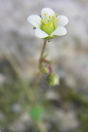 Saxifraga hederacea \ Efeubl&auml;ttriger Steinbrech / Ivy-Leaved Saxifrage, GR Hymettos 4.4.2013