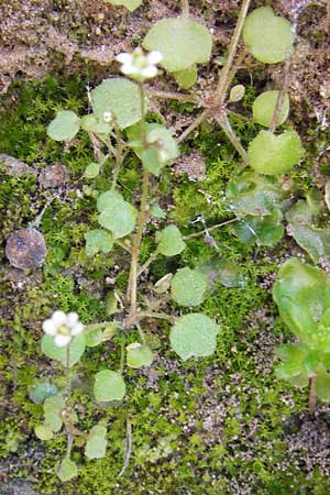 Saxifraga hederacea \ Efeubl&auml;ttriger Steinbrech / Ivy-Leaved Saxifrage, GR Hymettos 4.4.2013