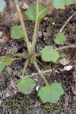 Saxifraga hederacea \ Efeubl&auml;ttriger Steinbrech / Ivy-Leaved Saxifrage, GR Hymettos 4.4.2013