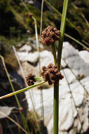 Scirpoides holoschoenus \ Kugelbinse / Round-Headed Club-Rush, GR Euboea (Evia), Karistos 28.8.2014