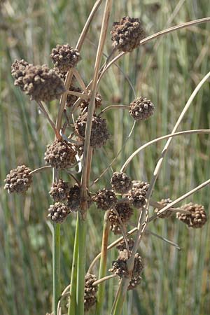 Scirpoides holoschoenus \ Kugelbinse / Round-Headed Club-Rush, GR Euboea (Evia), Kanatadika 25.8.2017