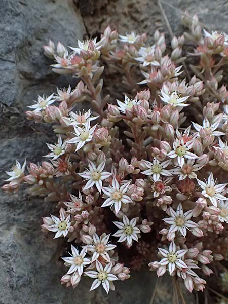 Sedum hispanicum \ Spanischer Mauerpfeffer / Spanish Stonecrop, GR Peloponnes, Mt. Kyllini, Steno 19.5.2024
