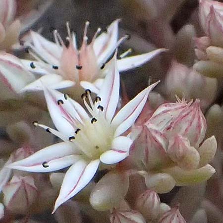 Sedum hispanicum \ Spanischer Mauerpfeffer / Spanish Stonecrop, GR Peloponnes, Mt. Kyllini, Steno 19.5.2024