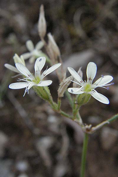 Petrorhagia illyrica \ Illyrische Felsennelke / Illyrian Pink, GR Zagoria, Vikos - Schlucht / Gorge 26.8.2007
