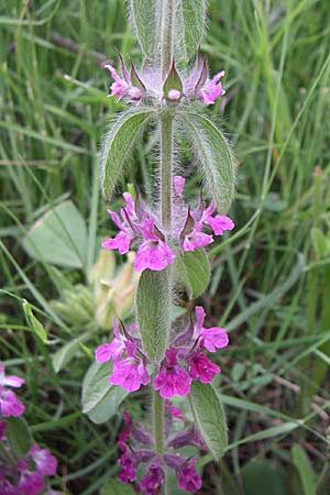 Sideritis purpurea \ Purpur-Gliedkraut / Purple Ironwort, GR Igoumenitsa 13.5.2008